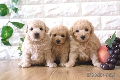 成約済の滋賀県のトイプードル-158696の4枚目