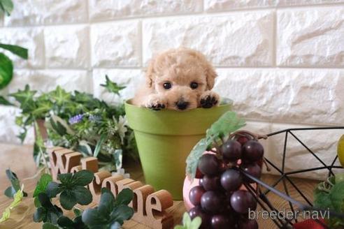 成約済の滋賀県のトイプードル-158696の3枚目