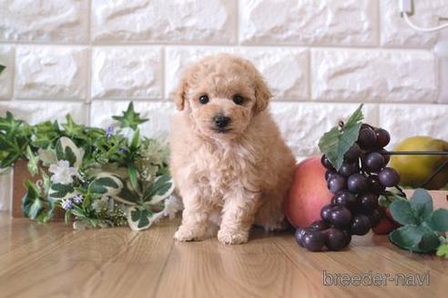 成約済の滋賀県のトイプードル-158696の2枚目