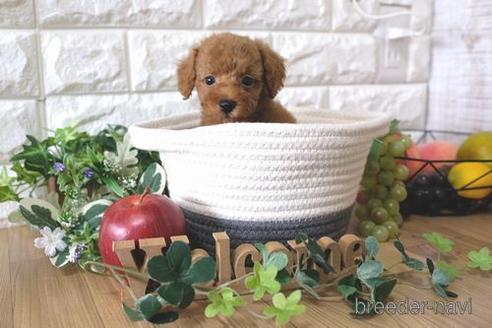 成約済の滋賀県のトイプードル-158699