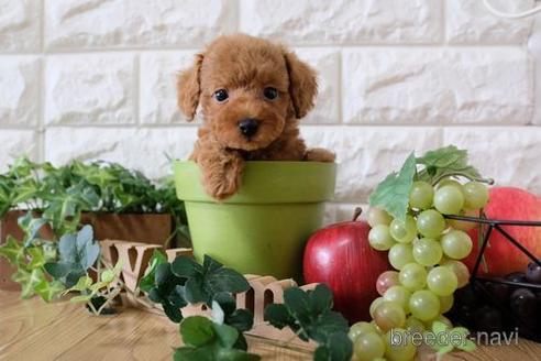 成約済の滋賀県のトイプードル-158699の7枚目