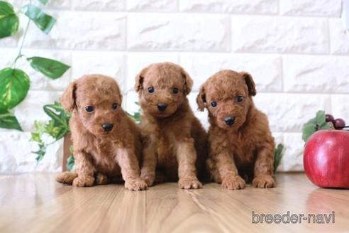 成約済の滋賀県のトイプードル-158699の6枚目