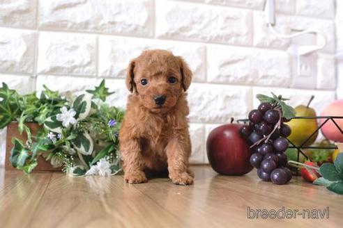 成約済の滋賀県のトイプードル-158699の5枚目