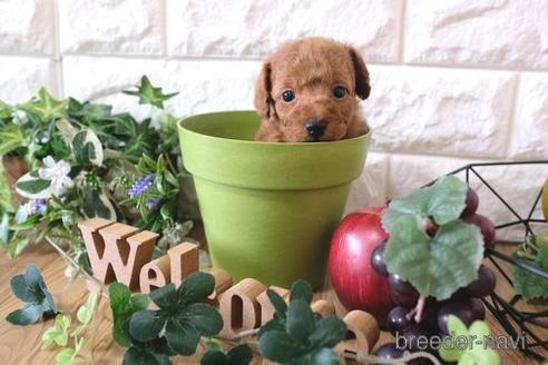 成約済の滋賀県のトイプードル-158699の4枚目