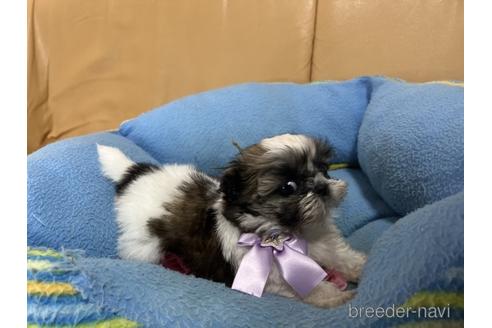 成約済の栃木県のシーズー-160424の3枚目