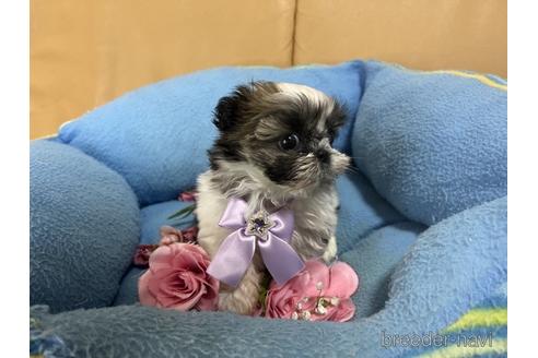成約済の栃木県のシーズー-160424の1枚目