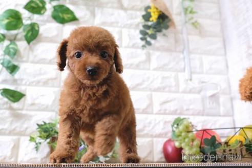 成約済の滋賀県のトイプードル-158700の1枚目