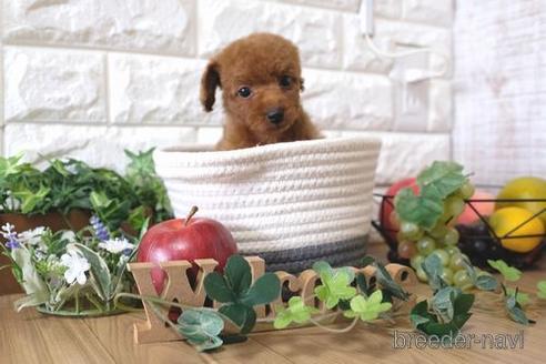 成約済の滋賀県のトイプードル-158700の7枚目