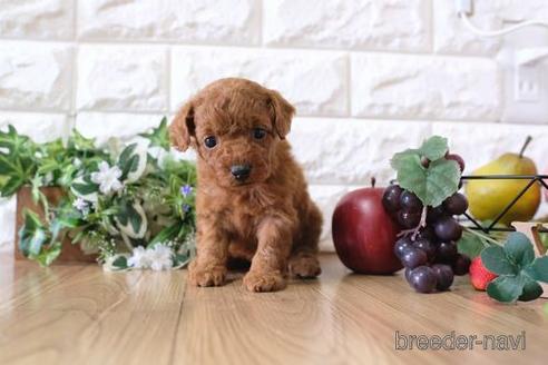 成約済の滋賀県のトイプードル-158700の5枚目