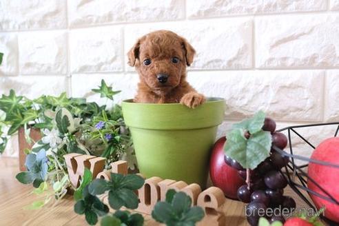 成約済の滋賀県のトイプードル-158700の4枚目