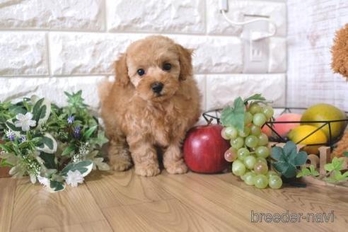成約済の滋賀県のトイプードル-158701の1枚目