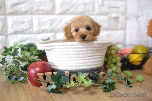 成約済の滋賀県のトイプードル-158701の7枚目