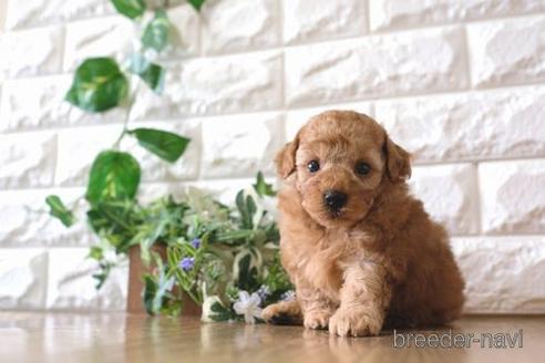 成約済の滋賀県のトイプードル-158701の5枚目