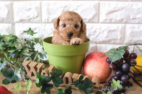 成約済の滋賀県のトイプードル-158701の4枚目