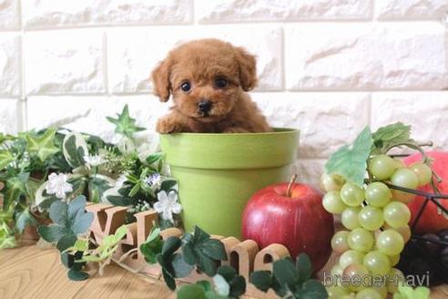 成約済の滋賀県のトイプードル-158702の1枚目