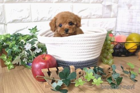 成約済の滋賀県のトイプードル-158702の5枚目