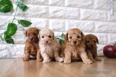 成約済の滋賀県のトイプードル-158702の4枚目