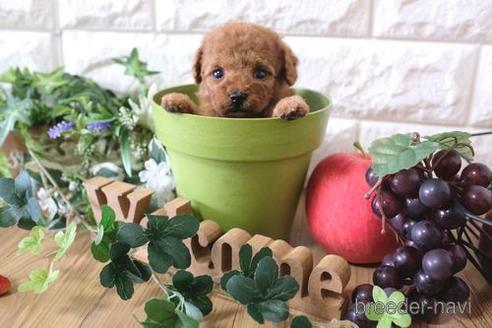 成約済の滋賀県のトイプードル-158702の3枚目