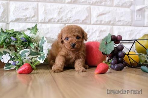 成約済の滋賀県のトイプードル-158702の2枚目