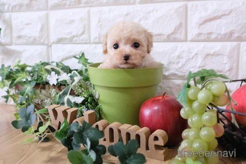 成約済の滋賀県のトイプードル-158703の1枚目