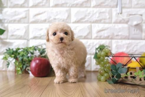 成約済の滋賀県のトイプードル-158703の5枚目