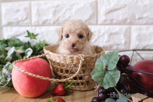 成約済の滋賀県のトイプードル-158703の3枚目