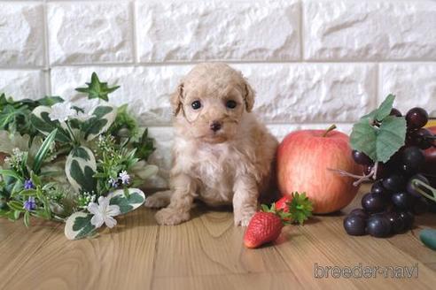 成約済の滋賀県のトイプードル-158703の2枚目