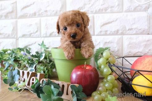 成約済の滋賀県のトイプードル-158709