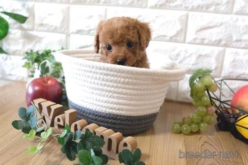 成約済の滋賀県のトイプードル-158709の7枚目