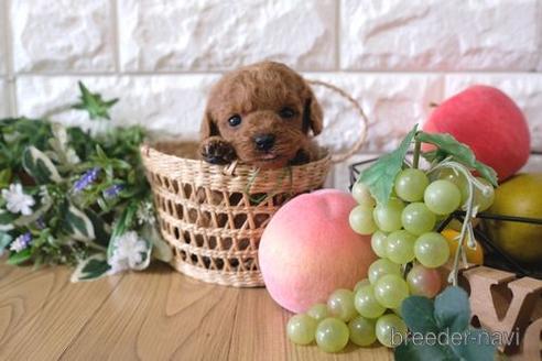 成約済の滋賀県のトイプードル-158709の5枚目