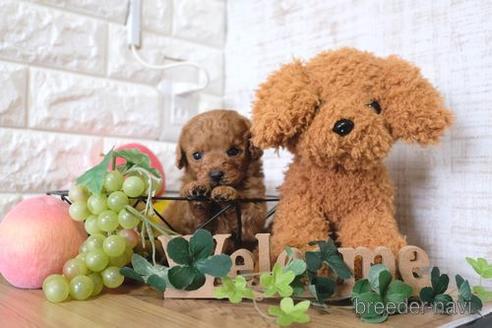 成約済の滋賀県のトイプードル-158709の4枚目