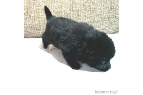 成約済の茨城県のスキッパーキ-160437の5枚目