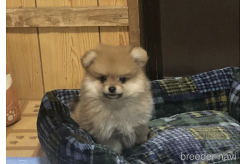 成約済の千葉県のミックス犬-160439の2枚目