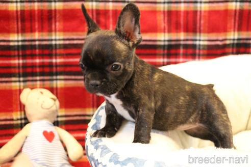 成約済の愛知県のフレンチブルドッグ-154756の1枚目