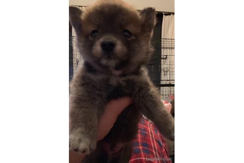 成約済の静岡県の柴犬-160482の1枚目