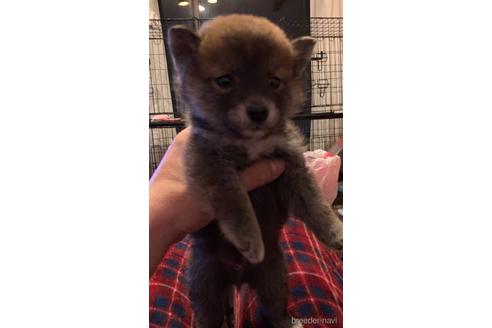 成約済の静岡県の柴犬-160482の2枚目