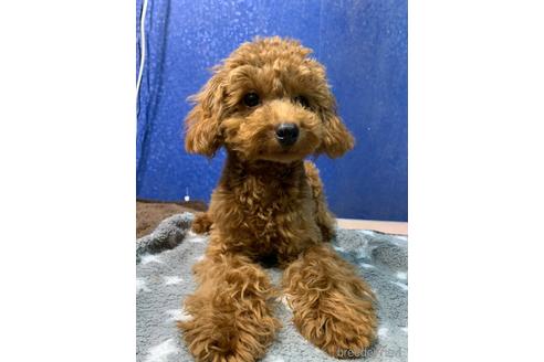 成約済の愛知県のトイプードル-160495の5枚目