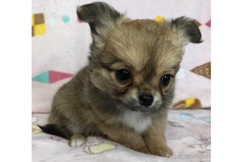 成約済の千葉県のチワワ(ロングコート)-154493の2枚目