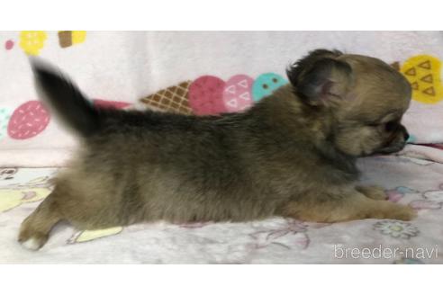 成約済の千葉県のチワワ(ロングコート)-154493の4枚目