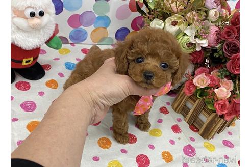 成約済の大阪府のティーカッププードル-160501の2枚目