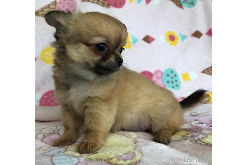 成約済の千葉県のチワワ(ロングコート)-154987の4枚目