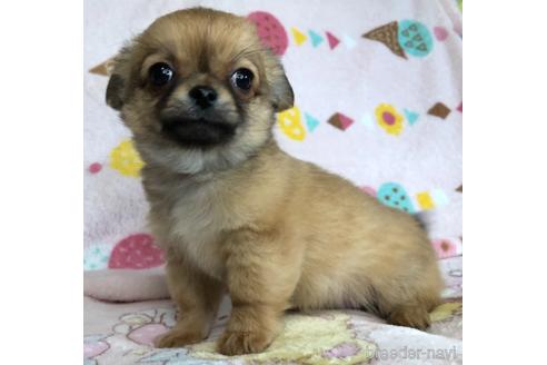 成約済の千葉県のチワワ(ロングコート)-154987の6枚目