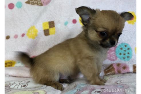 成約済の千葉県のチワワ(ロングコート)-154987の7枚目