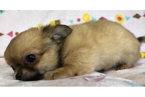 成約済の千葉県のチワワ(ロングコート)-154987の2枚目