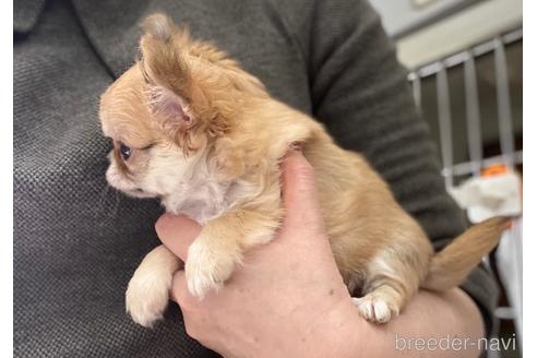 成約済の神奈川県のチワワ(ロングコート)-155349の7枚目