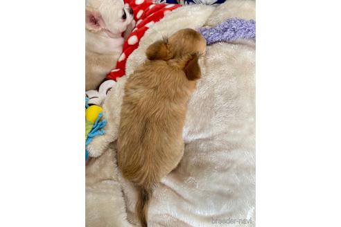 成約済の神奈川県のチワワ(ロングコート)-155349の3枚目