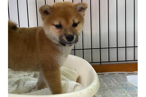 成約済の岡山県の柴犬-160508の5枚目