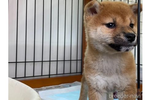 成約済の岡山県の柴犬-160508の2枚目