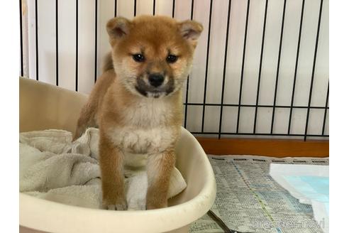 成約済の岡山県の柴犬-160508の1枚目