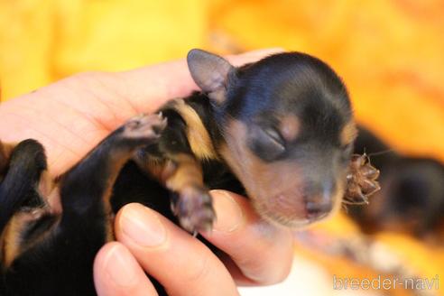 成約済の愛知県のカニンヘンダックスフンド(ロングヘアード)-160511の44枚目